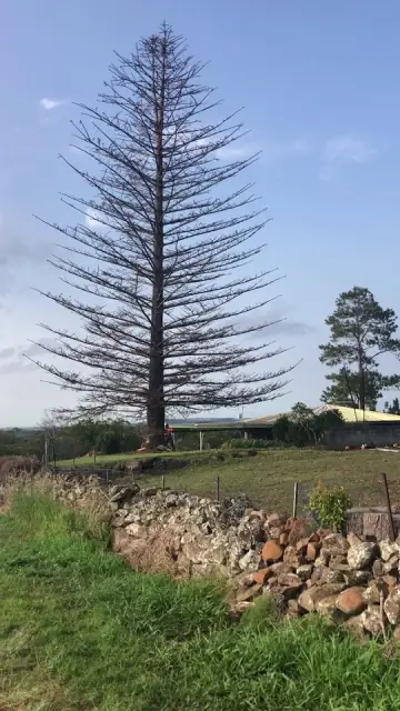 Chris Hackett Tree Services cover