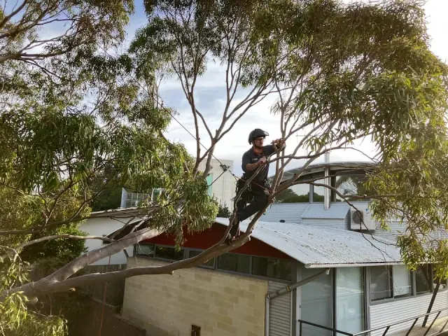 Climb Right Tree Services cover