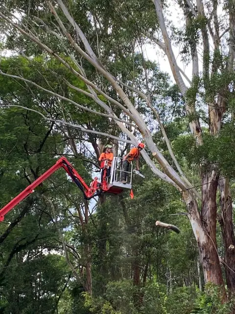 Coffs Coast Tree Services