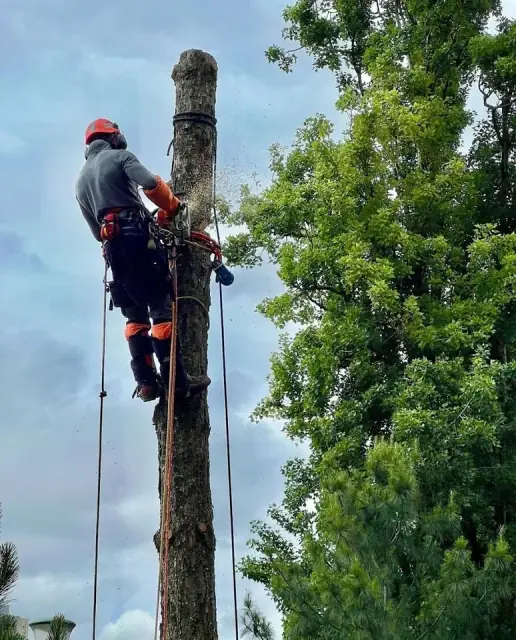Colac Trees cover