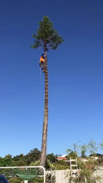 Colins Trees cover
