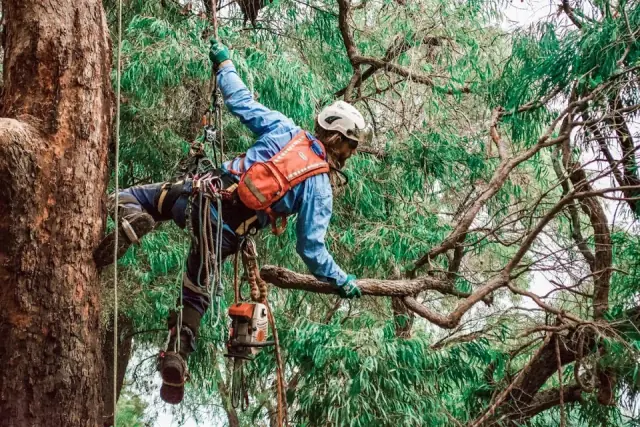 Contract Arborist