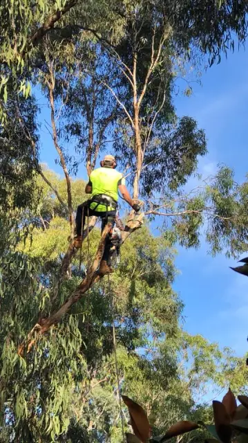 Crawford Tree Services