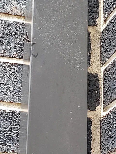 Critter Control Pest Management cover