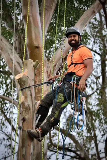 CUSTOM TREE CUTZ - Tree Removal & Arborist Melbourne
