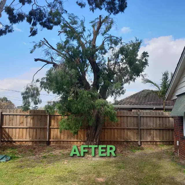 CUSTOM TREE CUTZ - Tree Removal & Arborist Melbourne cover