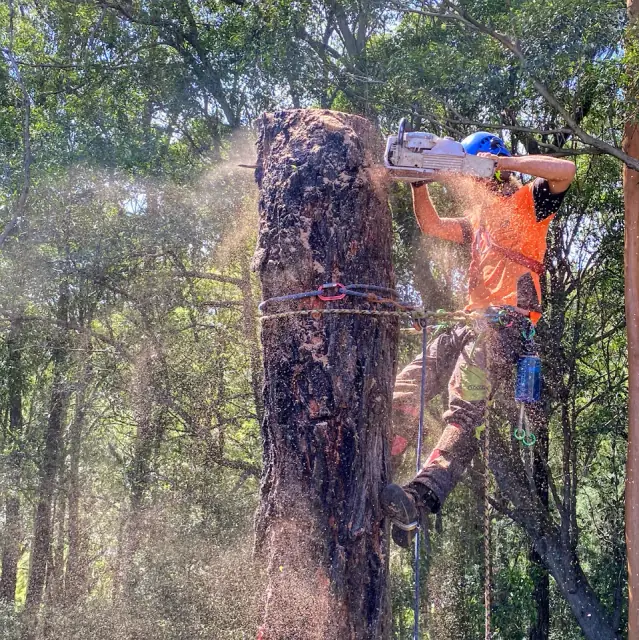 Cutting Edge Tree Maintenance cover
