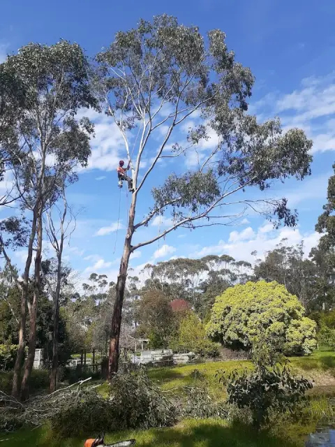 Cutting Edge Tree Management cover