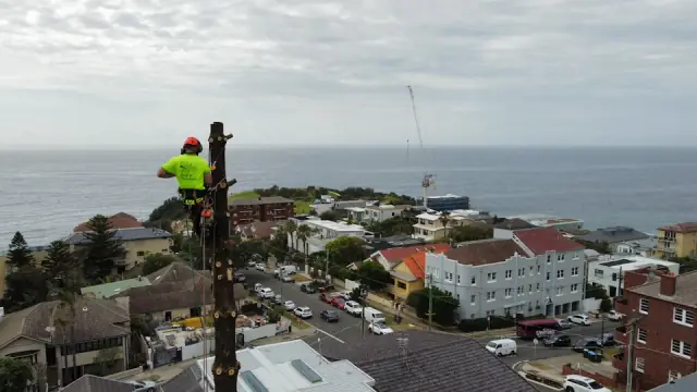 Branch Out Tree Specialists