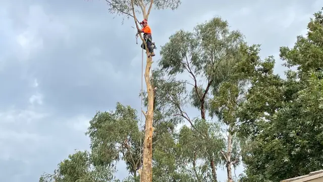 Dan & Rob Tree Specialists