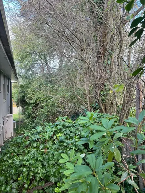 Dan & Rob Tree Specialists cover