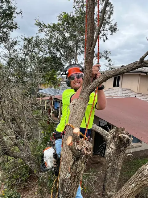 Dan's Tree Experts
