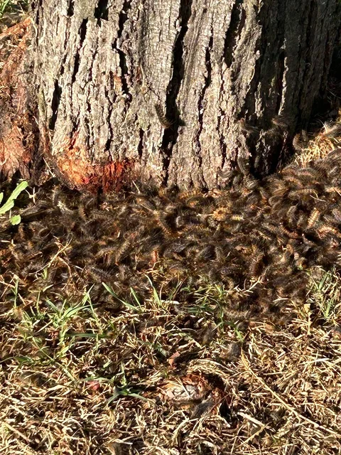 Deadly Pest Control