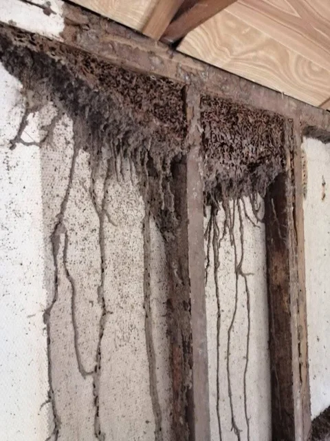 Desend Pest Management