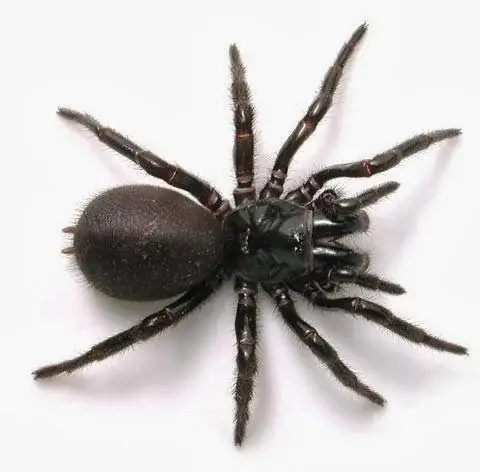 Die Pest cover