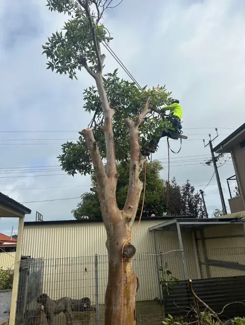 Direct Tree Services cover