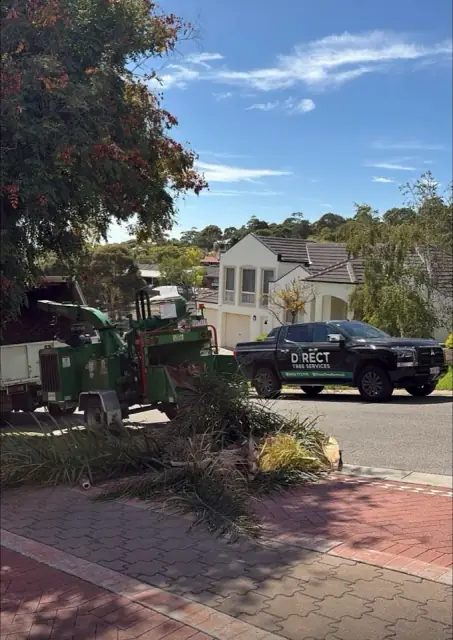 Direct Tree Services