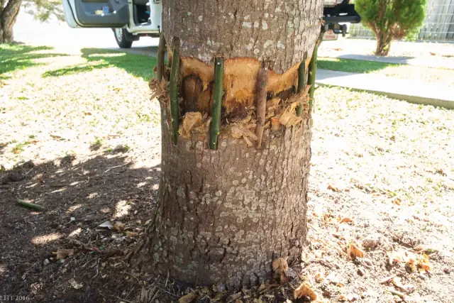 Domestic Tree Care cover