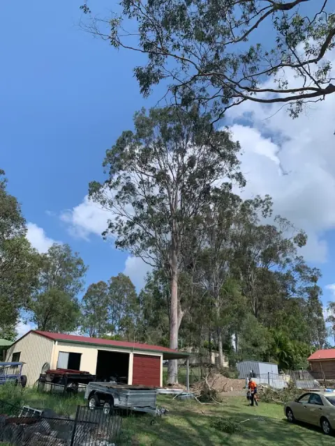 Don't Cut Yourself Tree Services cover