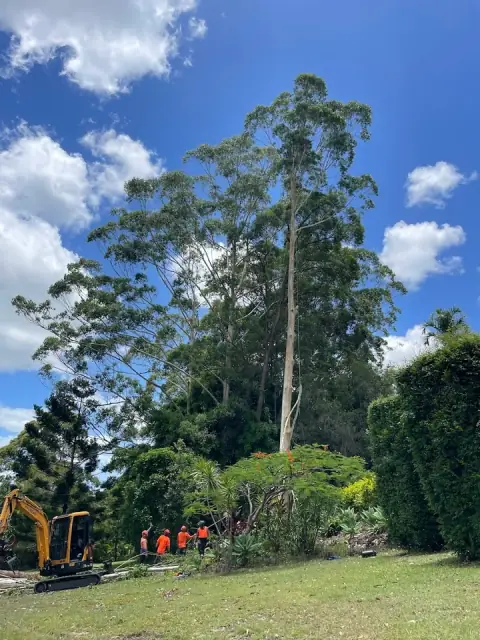 Doonan Tree Works - Sunshine Coast Arborists
