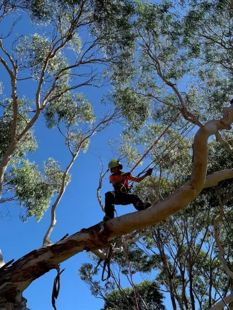 Dr Tree cover