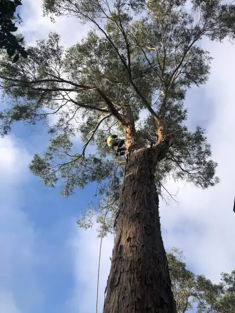 Driftwood Arborist cover