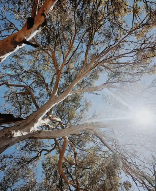 Driftwood Arborist cover