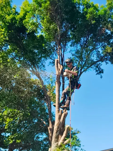 DT ArborTrees