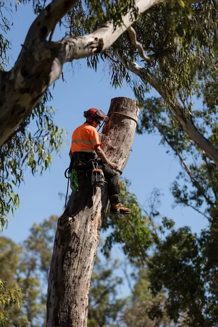 Dubbo Tree Service cover