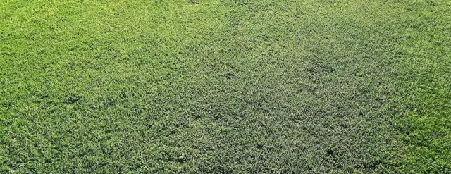 Dynasty Lawns & Gardens