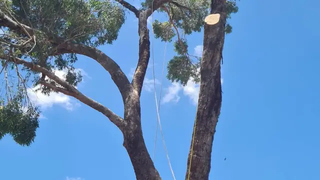 Swift Trees