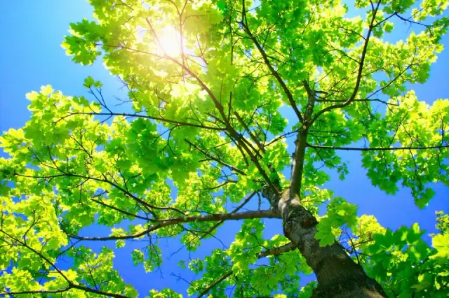 Total Tree Care Australia