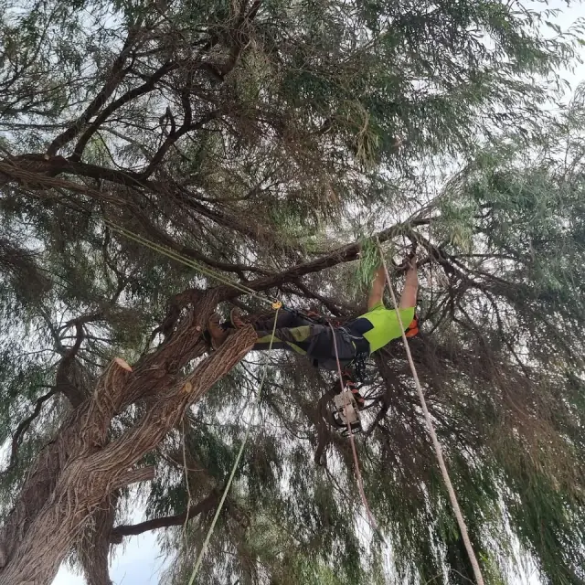 Four Seasons Tree Service