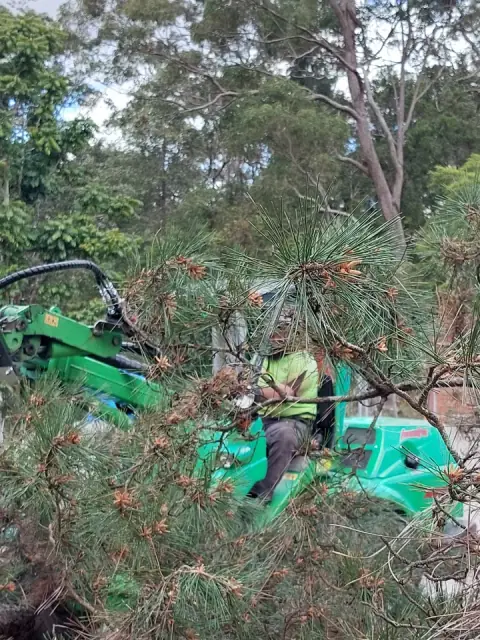 NSW Tree Management