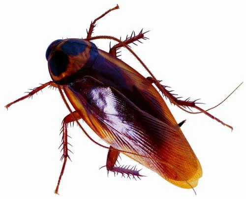 Eco Pest Control