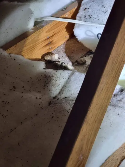 Ecoguard Pest Control Brisbane - Pest Inspection Brisbane cover