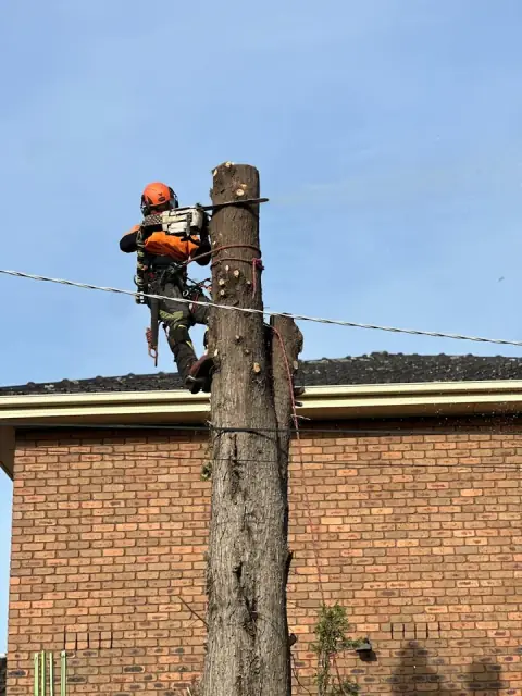 EcoSafe Tree Removal