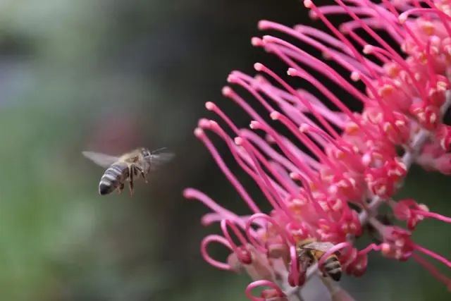 Ecosystem Gardener