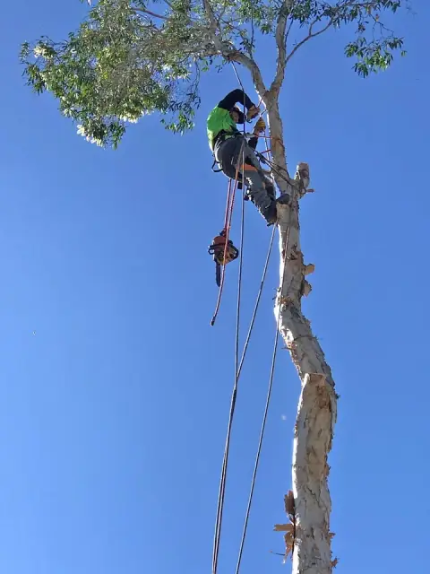 Eden Tree Service cover