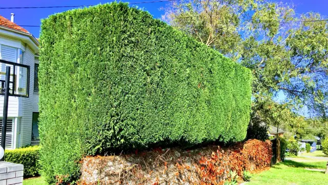 Electric Lawns cover
