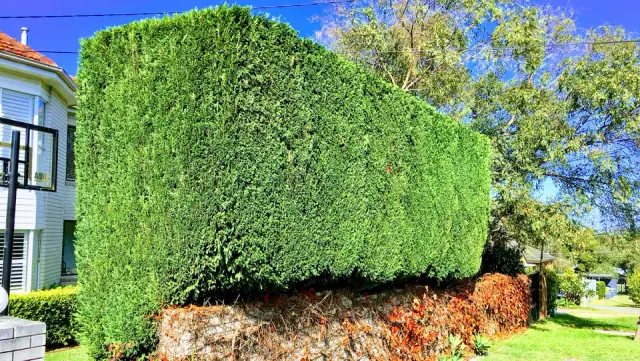 Electric Lawns