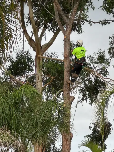 Elite Tree Services WA