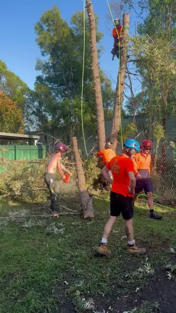 ENVIRO TREE WORKS cover