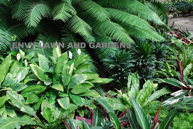 Envy lawn and gardens