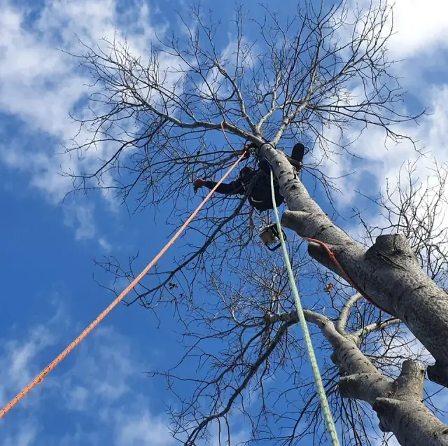 Erae's Tree Service cover