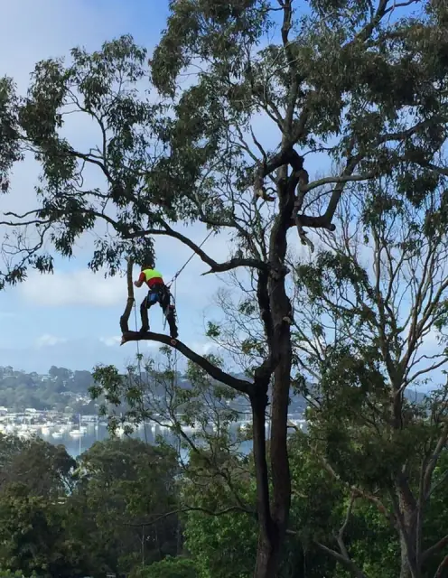 Evergreen Tree Professionals