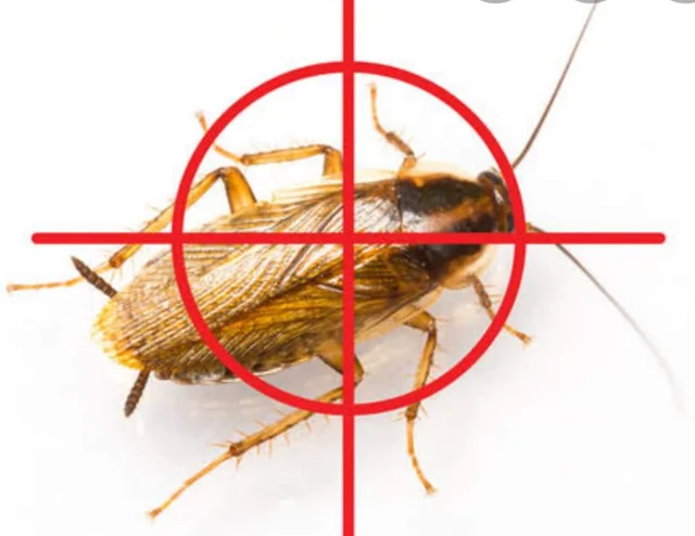 Everything Pest Control