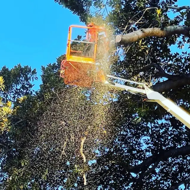Evo’s Tree Lopping & Dingo Hire