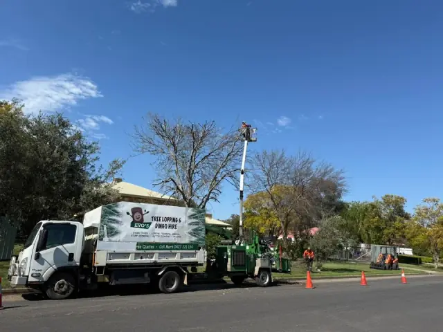 Evo’s Tree Lopping & Dingo Hire cover