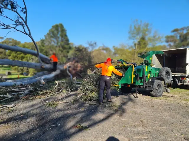 Explore Tree Management